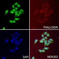 Anti-IRAK4 Antibody
