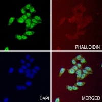 IRAK4 antibody