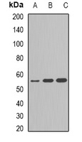 Cytochrome P450 2C9 Antibody