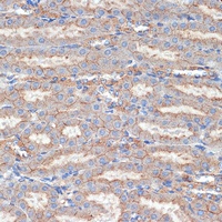 Anti-Flotillin-1 Antibody