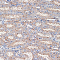 FLOT1 antibody