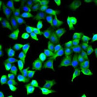 Anti-Flotillin-1 Antibody
