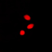 Anti-CBX4 Antibody
