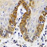 ESD antibody