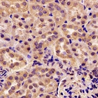 GIP Rabbit Polyclonal Antibody