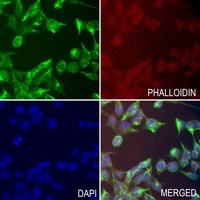 HSD17B13 antibody