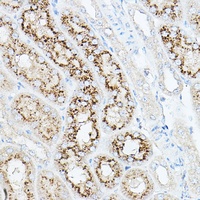 NEU1 antibody