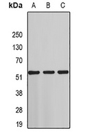 ST3GAL4 Antibody