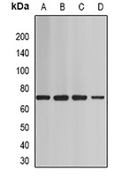 BAF60A Rabbit Polyclonal Antibody