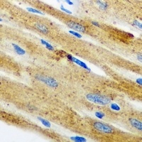 Anti-Nop30 Antibody