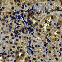 TXNL1 antibody