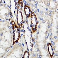 BCAP29 antibody
