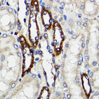 Anti-BAP29 Antibody