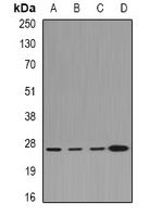 CLIC1 Antibody