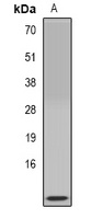 Colipase Rabbit Polyclonal Antibody