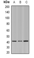 ESE-1 Rabbit Polyclonal Antibody