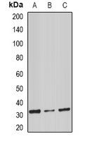 Stomatin Rabbit Polyclonal Antibody