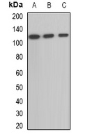 OGDH Antibody