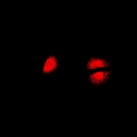 Anti-PCBD1 Antibody