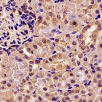 PNLIP antibody