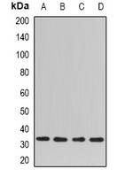 SNAP-gamma Rabbit Polyclonal Antibody