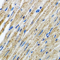 MYOT antibody