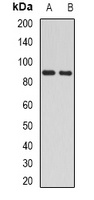 H6PD Antibody