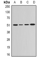 GDA Rabbit Polyclonal Antibody