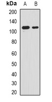 RNF40 Rabbit Polyclonal Antibody