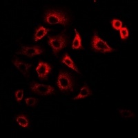 TIMM17A antibody