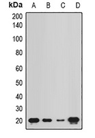 NCS1 Antibody