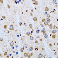 PTRH2 antibody