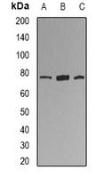 KIF2B Antibody