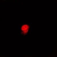 Anti-Lamin B2 Antibody