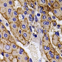 CAPNS1 antibody