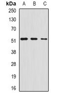 AMCase Rabbit Polyclonal Antibody