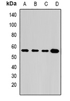 GLUD2 Antibody