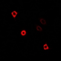 Anti-KIF3A Antibody