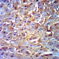 MGLL antibody