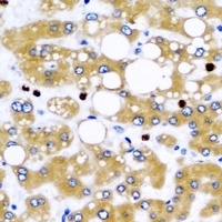 Anti-NFS1 Antibody
