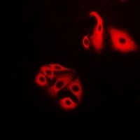 Anti-NFS1 Antibody