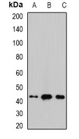 Malin Antibody