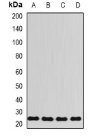 RPL13 Antibody