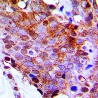RPL13 antibody