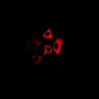Anti-RPL13 Antibody