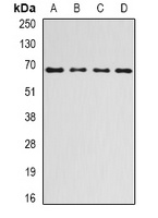 Ribophorin-1 Antibody