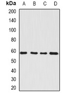 SerRS Antibody