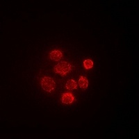 SECISBP2 antibody