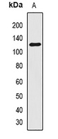 Smoothelin Rabbit Polyclonal Antibody