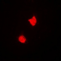 TREX1 Antibody